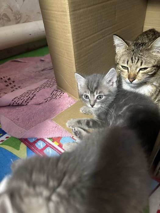 Отдам котят в добрые руки