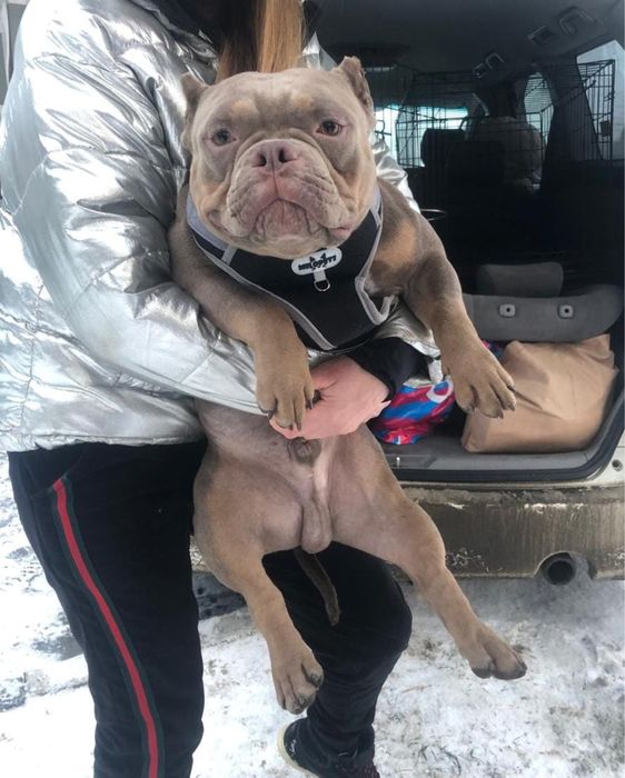 Предлагаем кобелей для вязки