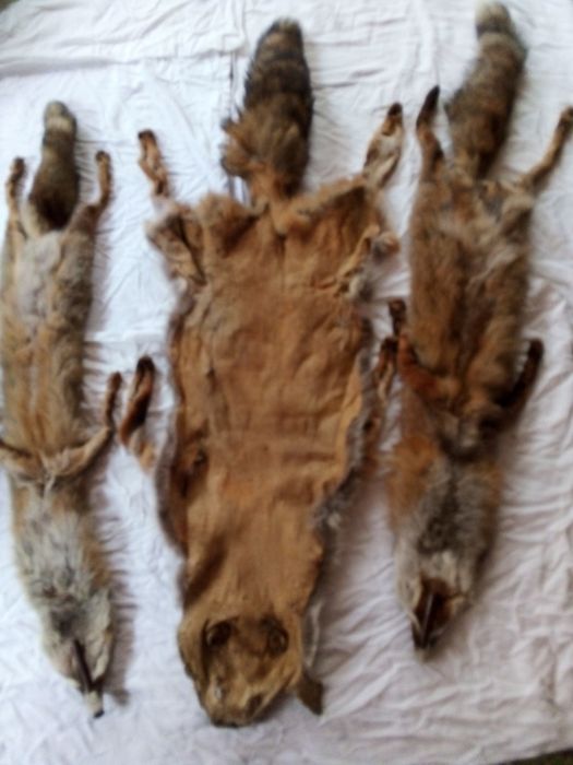 Дамски яки от лисичи цели кожи