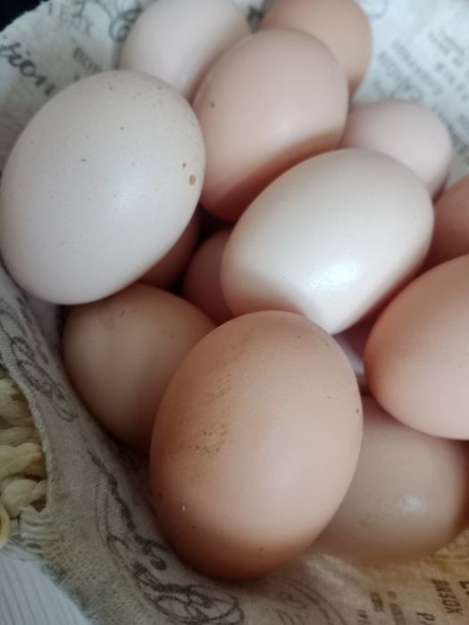 Домашние инкубационные яйца