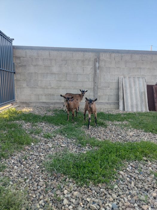 Vând ieduță alpină franceză