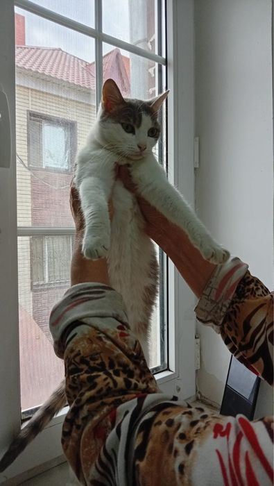 Отдам кошечку стерилизована