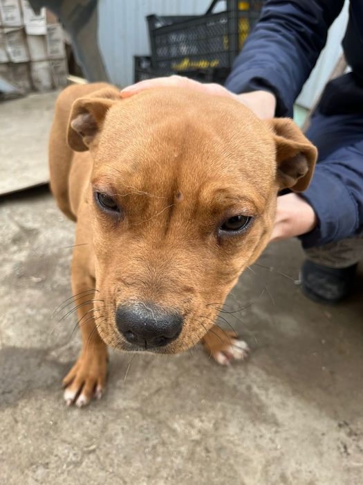 Продается в хорошие руки