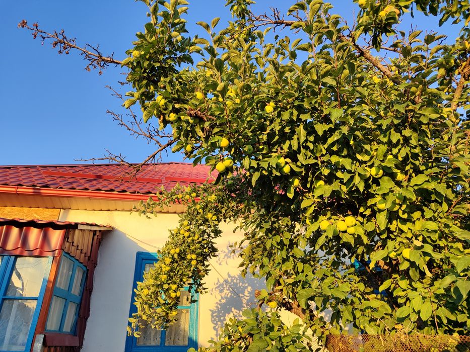 Продаю дом Текели