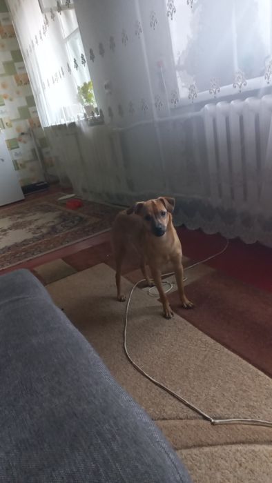 Продам той терьера