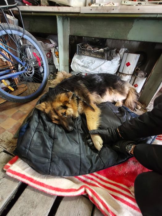 Молодой пёс ищет дом.