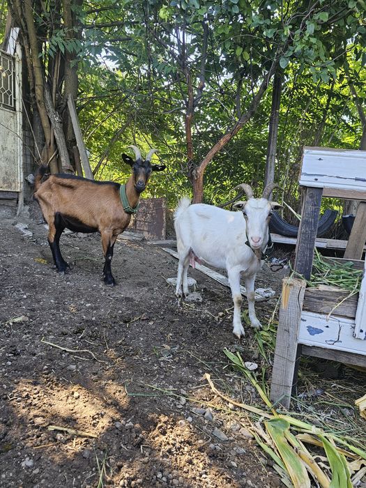 Vand doua capre una corcitura de sannen iar cealaltă ieduta de  Alpin francez
