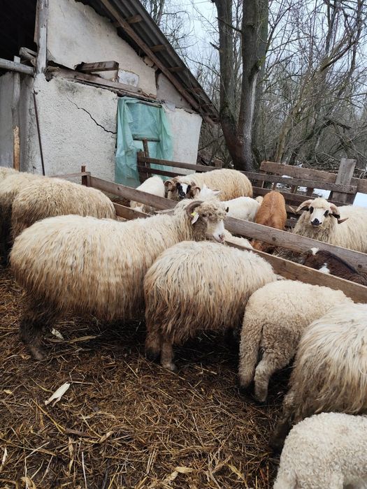 Oi, capre si berbeci de vânzare