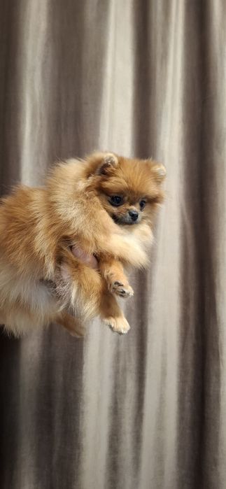 Fetita pomeranian cu pedigree fci