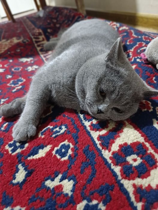 scottish fold mushuk