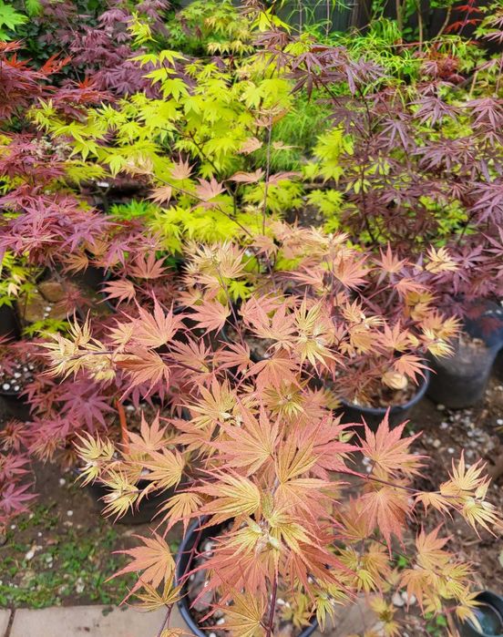 Artar japonez rosu/verde/potocaliu, peste 60 de soiuri