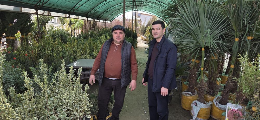 Arzon va sifatli ko‘chatlar: Mevali va Manzarali (Yetkazib berish bor
