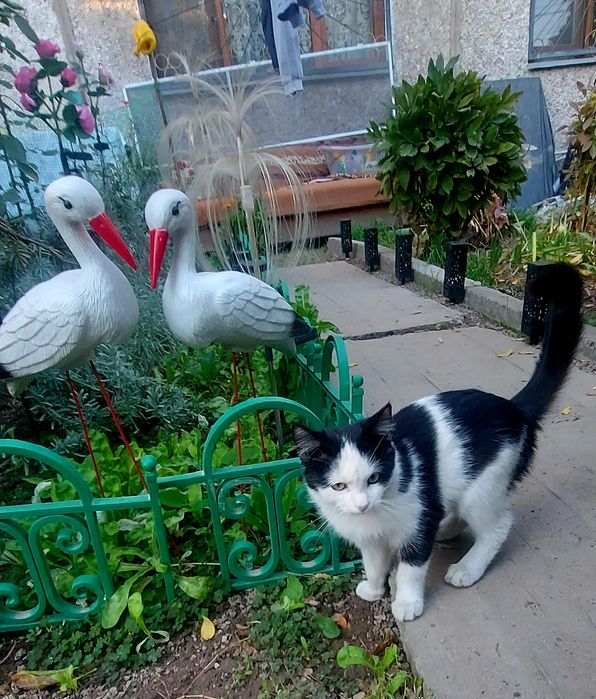 Котик Мальчик в заботливые руки