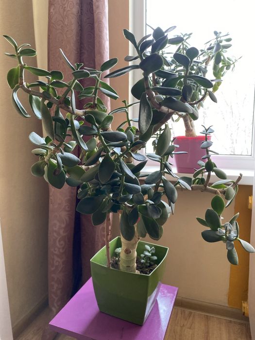 Толстянка -денежное дерево