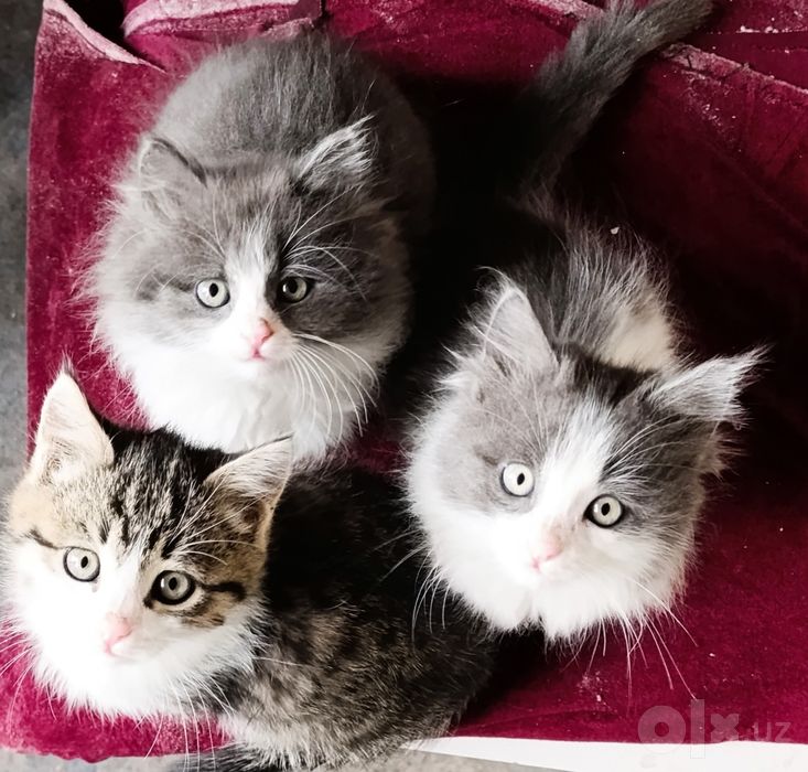 Кошки очень красивые