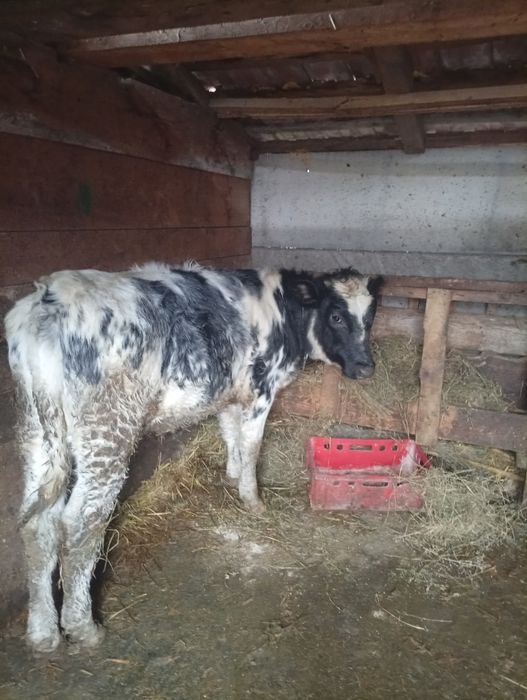 Vând junică albastru belgian