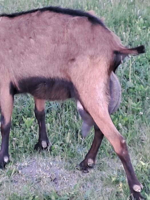 Vind două capre una alpină franceză și una sannen sunt la adoua fătare 3.5l la zi una
