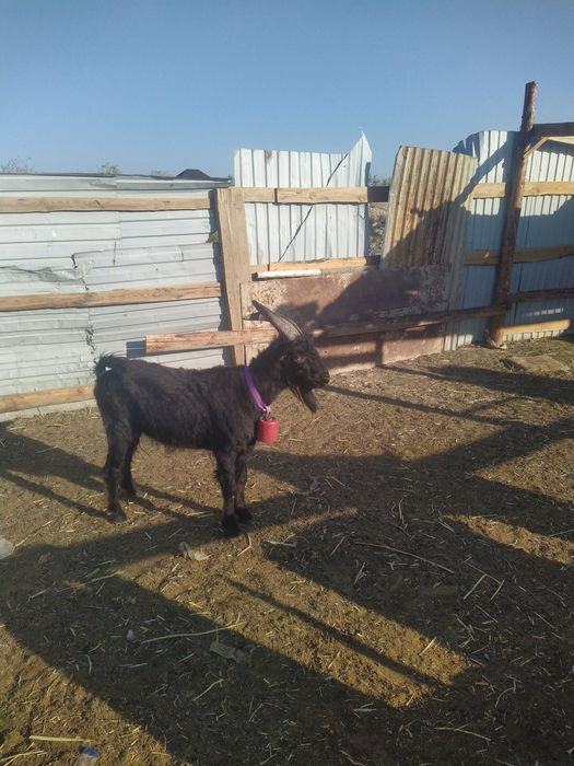 Тек сатылады жас тебе