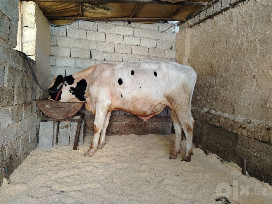 Buqa sotiladi 1 yoshga tolgan, чёрный пёстр