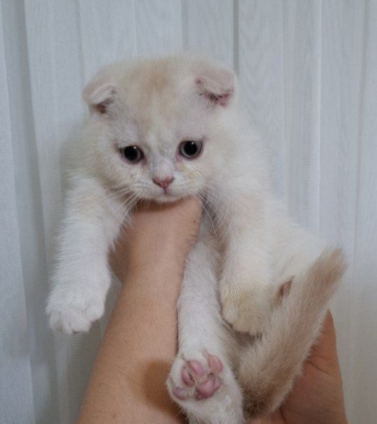 Продается котята в хорошие руки