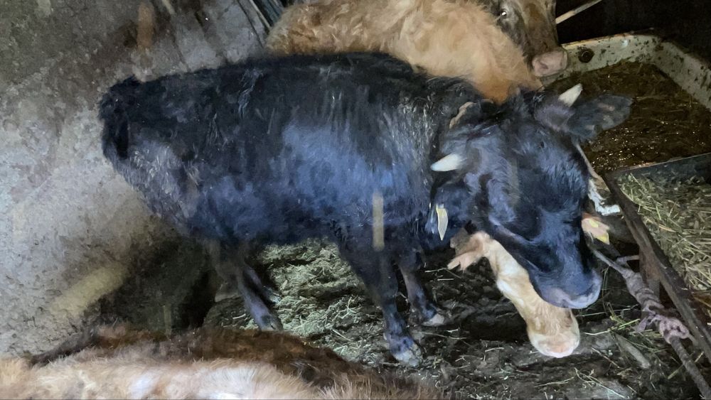 Продам годовалых телочек 2 шт.