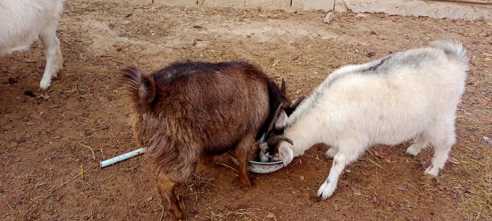 Ешки жане шыбыштар