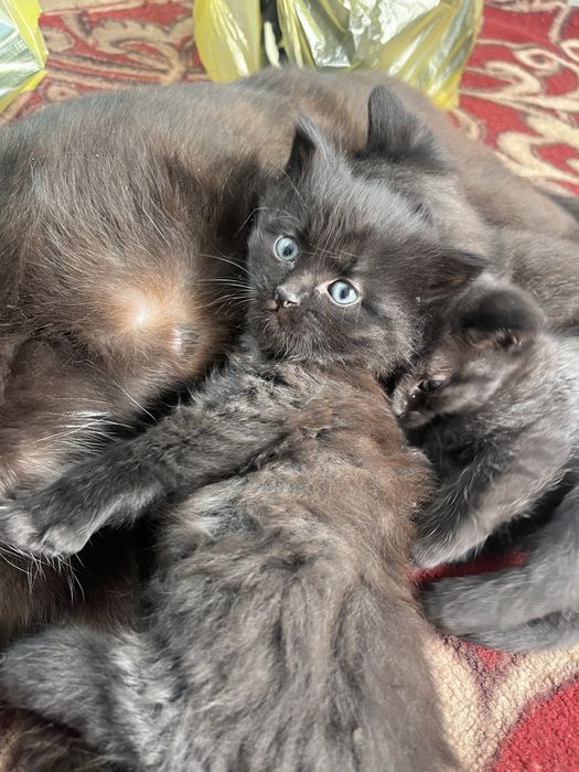 Котята в добрые руки