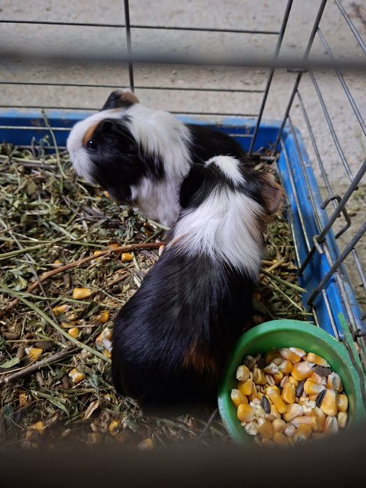 Purcelusi de guineea cauta casa noua