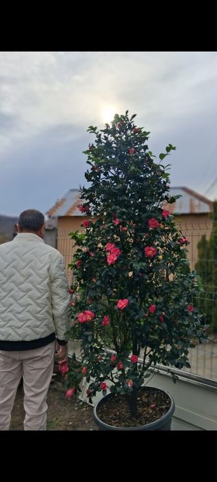 Gard viu Catalpa Leylandii Chiparos  Mesteacăn