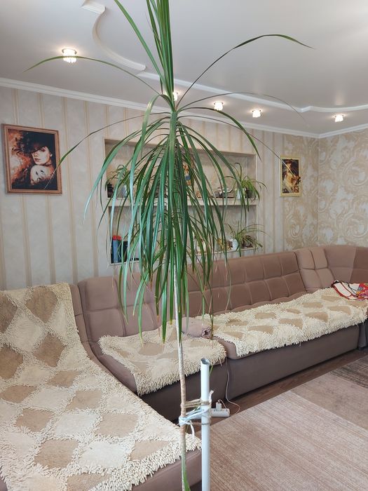 Продам Драцену стебель 180 см.