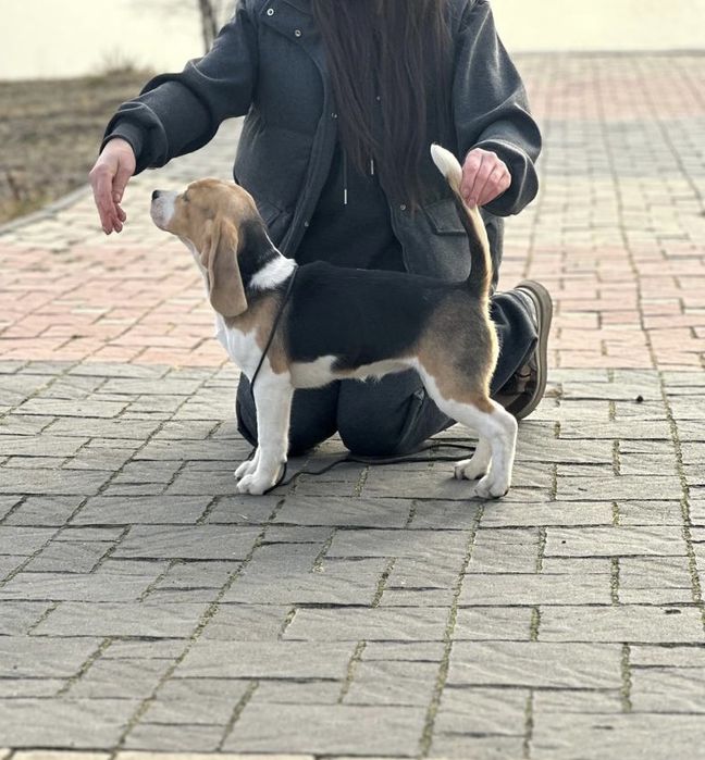 Щенок бигля,питомник, документы.