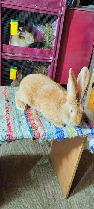 Mascul uriaș german galben