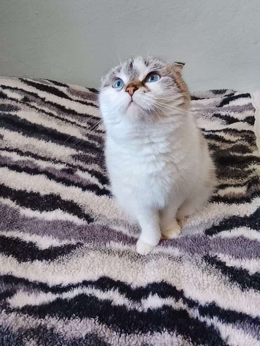 Хорошо руку одам