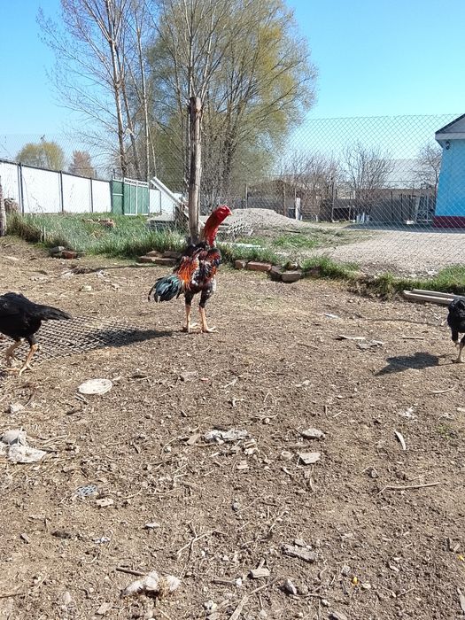 Продам яицо.от боицовых крови.