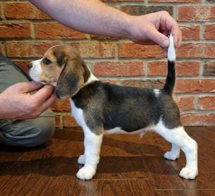 Pui Beagle Tricolor Pedigree