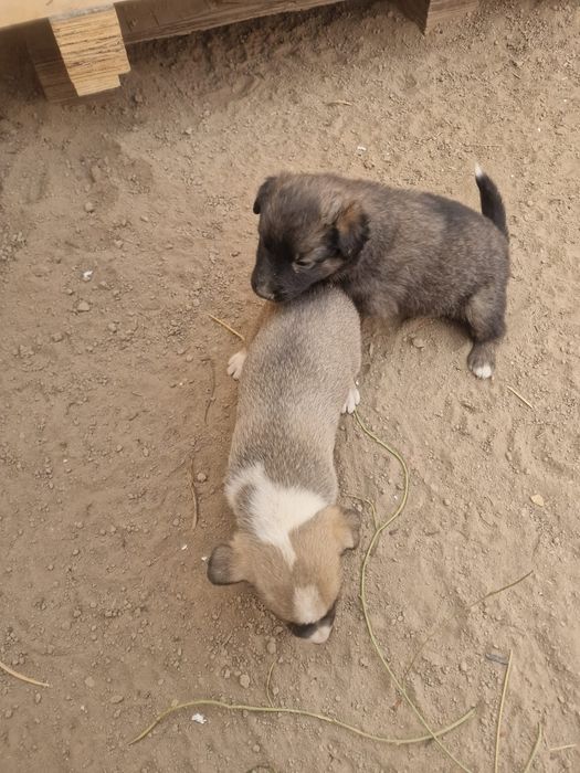 Щенки дворняжки звоночки
