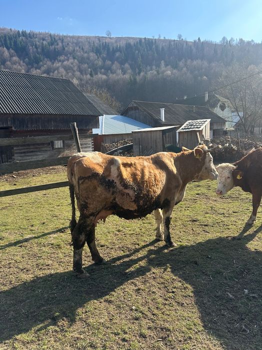 Vacă de trei viței de vânzare