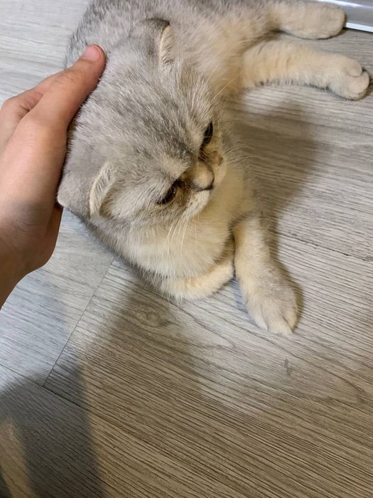 Оргатилинган акили мушук киз бола