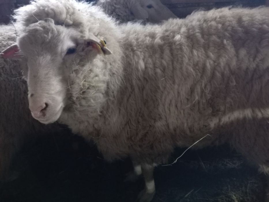 Қошқар 2 миронос