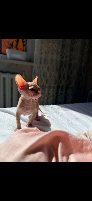Продам котенка рыжий