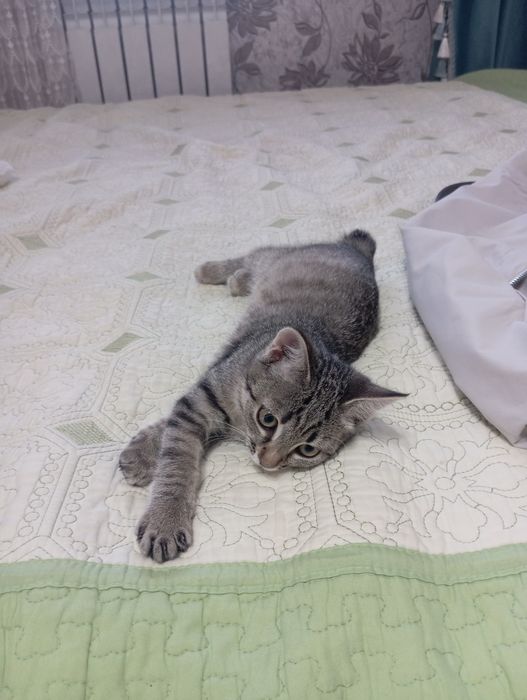 Отдам кошку в хорошие руки
