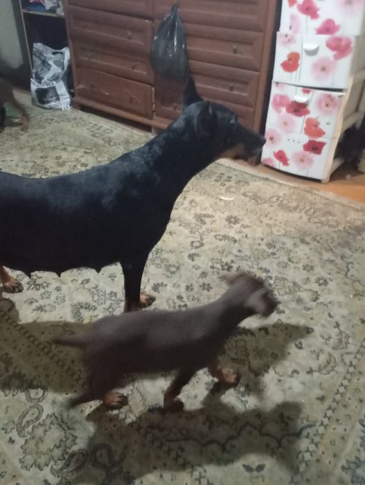 Шенки доберманы срочнр