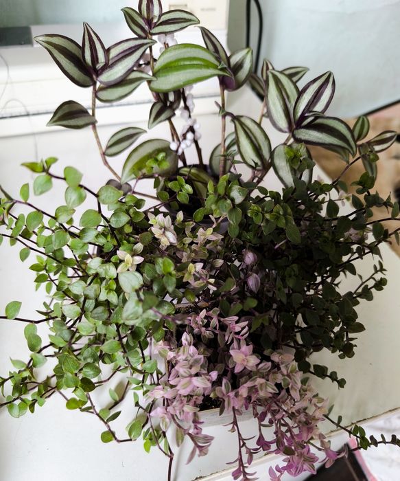 Традесканции 3 сорта