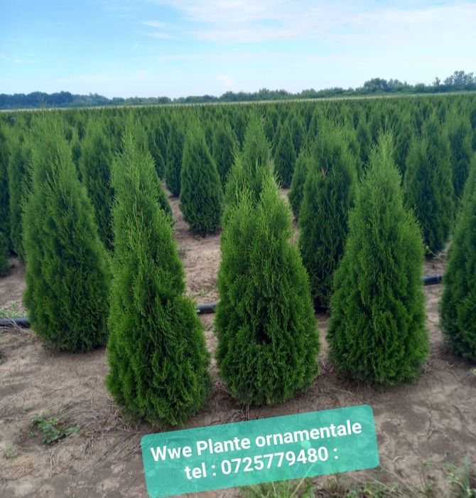 Mesteacăn mutitulpinar cu coaja alba decorativ _ Tei argintiu_ Platani