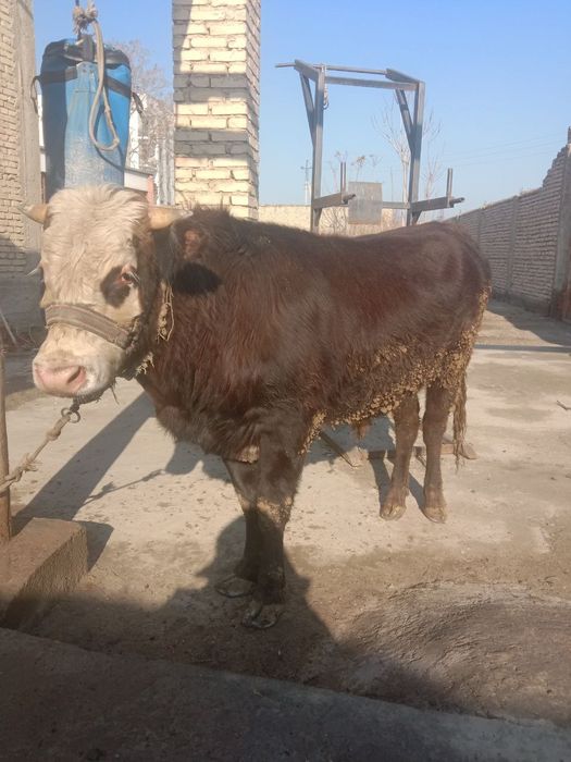 Бука сотилади соглом