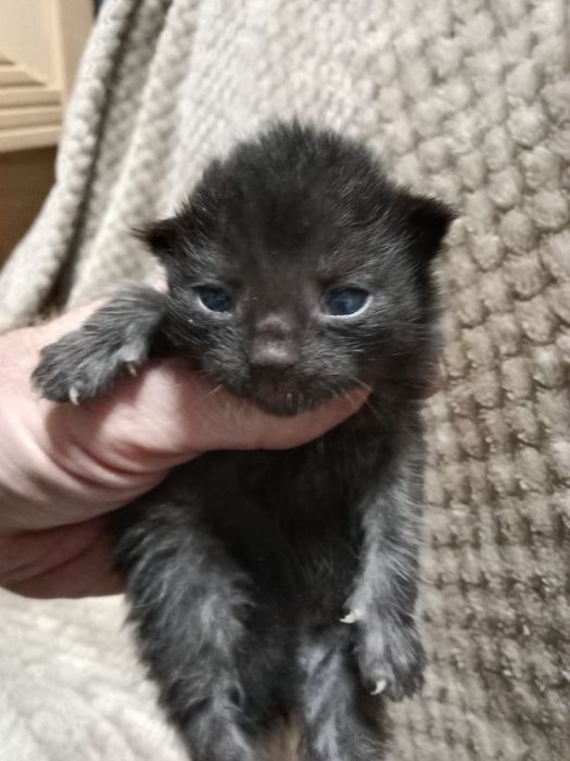 Котята Мейн-Куна