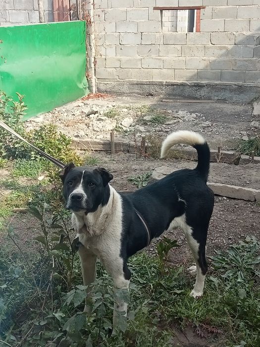 Алабай сатылады жаксы ИТ