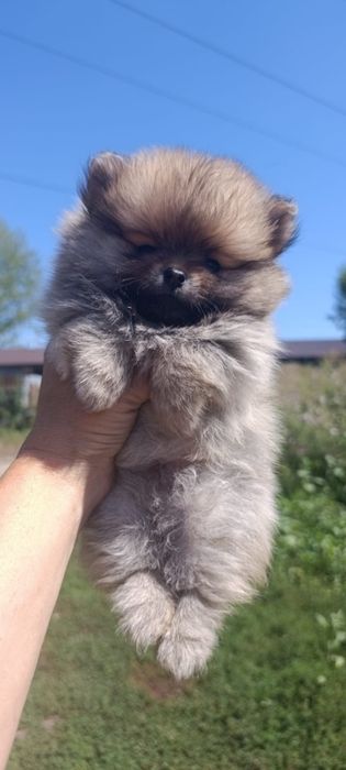 Продам щенка Померанского шпица