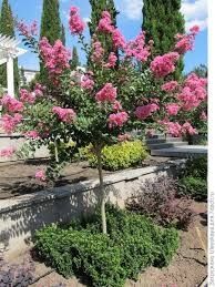 Самые лучшие растения цветы фруктовые деревья декоративные кустарники