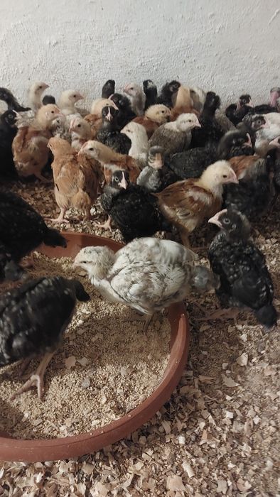 Vând bibilici,pui,rațe Peking